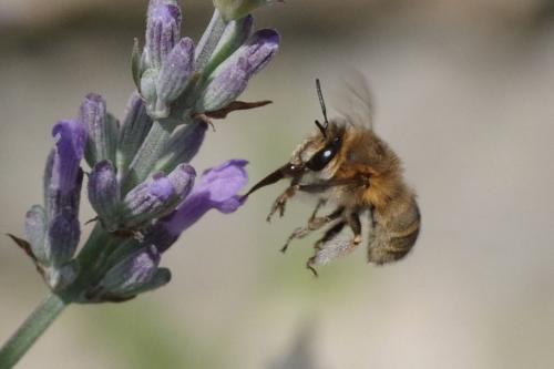 Anthophora pubescens